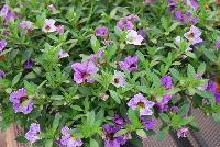 Chameleon® Calibrachoa Plum Cobbler -- New from Westflowers @ Floricultura, Spring Trials, 2016.  Breeding by Westhoff.  Great for quart, six-inch, gallon and hanging basket containers.
