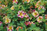  Calibrachoa Candy Bouquet -- New from Westflowers @ Floricultura, Spring Trials, 2016.  Breeding by Westhoff.  Great for quart, six-inch, gallon and hanging basket containers.