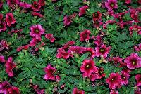 Calitastic® Calibrachoa Plumberry Punch -- New from Westflowers @ Floricultura, Spring Trials, 2016.  Breeding by Westhoff.  Great for quart, six-inch, gallon and hanging basket containers.