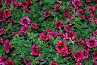 Calitastic® Calibrachoa Plumberry Punch -- New from Westflowers @ Floricultura, Spring Trials, 2016.  Breeding by Westhoff.  Great for quart, six-inch, gallon and hanging basket containers.