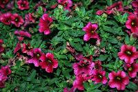 Calitastic® Calibrachoa Plumberry Punch -- New from Westflowers @ Floricultura, Spring Trials, 2016.  Breeding by Westhoff.  Great for quart, six-inch, gallon and hanging basket containers.