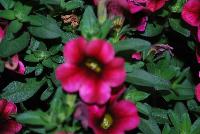 Calitastic® Calibrachoa Plumberry Punch -- New from Westflowers @ Floricultura, Spring Trials, 2016.  Breeding by Westhoff.  Great for quart, six-inch, gallon and hanging basket containers.
