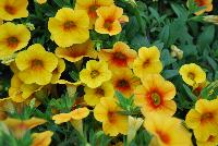 Calitastic® Calibrachoa Mango -- New from Westflowers @ Floricultura, Spring Trials, 2016.  Breeding by Westhoff.  Great for quart, six-inch, gallon and hanging basket containers.