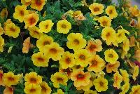 Calitastic® Calibrachoa Mango -- New from Westflowers @ Floricultura, Spring Trials, 2016.  Breeding by Westhoff.  Great for quart, six-inch, gallon and hanging basket containers.