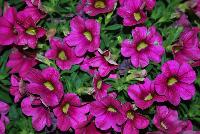 Calitastic® Calibrachoa Fancy Fuchsia -- New from Westflowers @ Floricultura, Spring Trials, 2016.  Breeding by Westhoff.  Great for quart, six-inch, gallon and hanging basket containers.