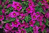 Calitastic® Calibrachoa Fancy Fuchsia -- New from Westflowers @ Floricultura, Spring Trials, 2016.  Breeding by Westhoff.  Great for quart, six-inch, gallon and hanging basket containers.