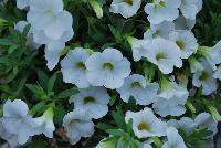 Calitastic® Calibrachoa White -- New from Westflowers @ Floricultura, Spring Trials, 2016.  Breeding by Westhoff.  Great for quart, six-inch, gallon and hanging basket containers.