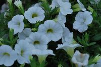 Calitastic® Calibrachoa White -- New from Westflowers @ Floricultura, Spring Trials, 2016.  Breeding by Westhoff.  Great for quart, six-inch, gallon and hanging basket containers.