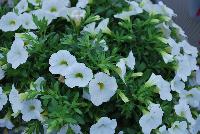 Calitastic® Calibrachoa White -- New from Westflowers @ Floricultura, Spring Trials, 2016.  Breeding by Westhoff.  Great for quart, six-inch, gallon and hanging basket containers.