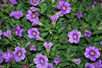 Calitastic® Calibrachoa Indigo -- New from Westflowers @ Floricultura, Spring Trials, 2016.  Breeding by Westhoff.  Great for quart, six-inch, gallon and hanging basket containers.