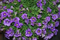 Calitastic® Calibrachoa Indigo -- New from Westflowers @ Floricultura, Spring Trials, 2016.  Breeding by Westhoff.  Great for quart, six-inch, gallon and hanging basket containers.