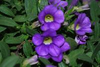 Calitastic® Calibrachoa Indigo -- New from Westflowers @ Floricultura, Spring Trials, 2016.  Breeding by Westhoff.  Great for quart, six-inch, gallon and hanging basket containers.