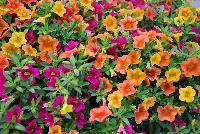 Calitastic® Calibrachoa Hawaiian Tones Mix -- New from Westflowers @ Floricultura, Spring Trials, 2016.  Breeding by Westhoff.  Great for quart, six-inch, gallon and hanging basket containers.