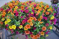 Calitastic® Calibrachoa Hawaiian Tones Mix -- New from Westflowers @ Floricultura, Spring Trials, 2016.  Breeding by Westhoff.  Great for quart, six-inch, gallon and hanging basket containers.