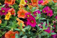 Calitastic® Calibrachoa Hawaiian Tones Mix -- New from Westflowers @ Floricultura, Spring Trials, 2016.  Breeding by Westhoff.  Great for quart, six-inch, gallon and hanging basket containers.