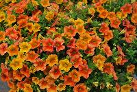 Calitastic® Calibrachoa Pumpkin Spice -- New from Westflowers @ Floricultura, Spring Trials, 2016.  Breeding by Westhoff.  Great for quart, six-inch, gallon and hanging basket containers.