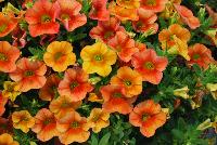 Calitastic® Calibrachoa Pumpkin Spice -- New from Westflowers @ Floricultura, Spring Trials, 2016.  Breeding by Westhoff.  Great for quart, six-inch, gallon and hanging basket containers.