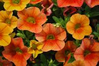 Calitastic® Calibrachoa Pumpkin Spice -- New from Westflowers @ Floricultura, Spring Trials, 2016.  Breeding by Westhoff.  Great for quart, six-inch, gallon and hanging basket containers.