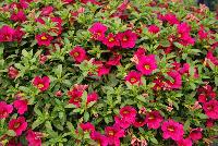 Calitastic® Calibrachoa Fancy Fuchsia -- New from Westflowers @ Floricultura, Spring Trials, 2016.  Breeding by Westhoff.  Great for quart, six-inch, gallon and hanging basket containers.