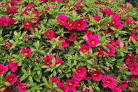 Calitastic® Calibrachoa Fancy Fuchsia -- New from Westflowers @ Floricultura, Spring Trials, 2016.  Breeding by Westhoff.  Great for quart, six-inch, gallon and hanging basket containers.