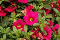 Calitastic® Calibrachoa Fancy Fuchsia -- New from Westflowers @ Floricultura, Spring Trials, 2016.  Breeding by Westhoff.  Great for quart, six-inch, gallon and hanging basket containers.