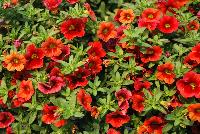 Calitastic® Calibrachoa Strawberry Punch -- New from Westflowers @ Floricultura, Spring Trials, 2016.  Breeding by Westhoff.  Great for quart, six-inch, gallon and hanging basket containers.