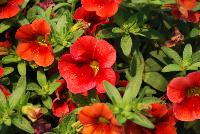 Calitastic® Calibrachoa Strawberry Punch -- New from Westflowers @ Floricultura, Spring Trials, 2016.  Breeding by Westhoff.  Great for quart, six-inch, gallon and hanging basket containers.