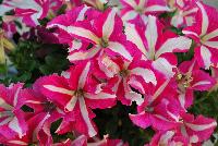 Crazytunia® Petunia Pink Frills -- New from Westflowers @ Floricultura, Spring Trials, 2016.  Breeding by Westhoff.  Great for quart, six-inch, gallon and hanging basket containers.