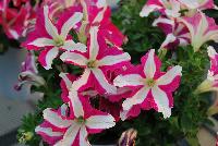 Crazytunia® Petunia Pink Frills -- New from Westflowers @ Floricultura, Spring Trials, 2016.  Breeding by Westhoff.  Great for quart, six-inch, gallon and hanging basket containers.