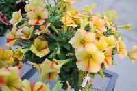 Crazytunia® Petunia Citrus Twist -- New from Westflowers @ Floricultura, Spring Trials, 2016.  Breeding by Westhoff.  Great for quart, six-inch, gallon and hanging basket containers.