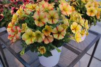 Crazytunia® Petunia Citrus Twist -- New from Westflowers @ Floricultura, Spring Trials, 2016.  Breeding by Westhoff.  Great for quart, six-inch, gallon and hanging basket containers.