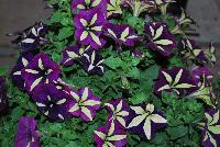 Crazytunia® Petunia Frisky Purple -- New from Westflowers @ Floricultura, Spring Trials, 2016.  Breeding by Westhoff.  Great for quart, six-inch, gallon and hanging basket containers.
