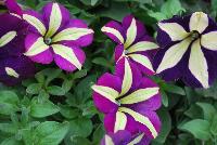 Crazytunia® Petunia Frisky Purple -- New from Westflowers @ Floricultura, Spring Trials, 2016.  Breeding by Westhoff.  Great for quart, six-inch, gallon and hanging basket containers.