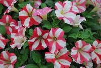 Crazytunia® Petunia Swiss Dancer -- New from Westflowers @ Floricultura, Spring Trials, 2016.  Breeding by Westhoff.  Great for quart, six-inch, gallon and hanging basket containers.