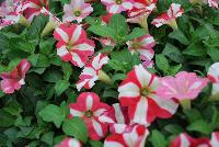 Crazytunia® Petunia Swiss Dancer -- New from Westflowers @ Floricultura, Spring Trials, 2016.  Breeding by Westhoff.  Great for quart, six-inch, gallon and hanging basket containers.