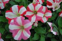 Crazytunia® Petunia Swiss Dancer -- New from Westflowers @ Floricultura, Spring Trials, 2016.  Breeding by Westhoff.  Great for quart, six-inch, gallon and hanging basket containers.
