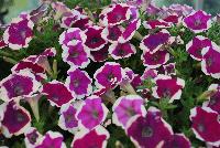 Big Deal® Petunia Pinkadilly Circus -- New from Westflowers @ Floricultura, Spring Trials, 2016.  Breeding by Westhoff.  Great for quart, six-inch, gallon and hanging basket containers.