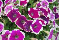 Big Deal® Petunia Pinkadilly Circus -- New from Westflowers @ Floricultura, Spring Trials, 2016.  Breeding by Westhoff.  Great for quart, six-inch, gallon and hanging basket containers.