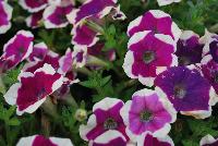 Big Deal® Petunia Pinkadilly Circus -- New from Westflowers @ Floricultura, Spring Trials, 2016.  Breeding by Westhoff.  Great for quart, six-inch, gallon and hanging basket containers.