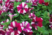 Big Deal® Petunia Freaky Fuchsia -- New from Westflowers @ Floricultura, Spring Trials, 2016.  Breeding by Westhoff.  Great for quart, six-inch, gallon and hanging basket containers.