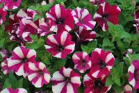 Big Deal® Petunia Freaky Fuchsia -- New from Westflowers @ Floricultura, Spring Trials, 2016.  Breeding by Westhoff.  Great for quart, six-inch, gallon and hanging basket containers.
