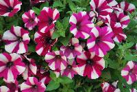 Big Deal® Petunia Freaky Fuchsia -- New from Westflowers @ Floricultura, Spring Trials, 2016.  Breeding by Westhoff.  Great for quart, six-inch, gallon and hanging basket containers.