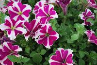 Big Deal® Petunia Flamenco Dancer -- New from Westflowers @ Floricultura, Spring Trials, 2016.  Breeding by Westhoff.  Great for quart, six-inch, gallon and hanging basket containers.