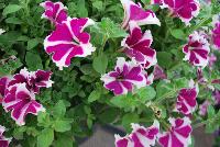 Big Deal® Petunia Flamenco Dancer -- New from Westflowers @ Floricultura, Spring Trials, 2016.  Breeding by Westhoff.  Great for quart, six-inch, gallon and hanging basket containers.