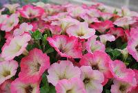 Big Deal® Petunia Salmon Shimmer -- New from Westflowers @ Floricultura, Spring Trials, 2016.  Breeding by Westhoff.  Great for quart, six-inch, gallon and hanging basket containers.