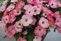 Big Deal® Petunia Salmon Shimmer -- New from Westflowers @ Floricultura, Spring Trials, 2016.  Breeding by Westhoff.  Great for quart, six-inch, gallon and hanging basket containers.