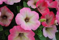 Big Deal® Petunia Salmon Shimmer -- New from Westflowers @ Floricultura, Spring Trials, 2016.  Breeding by Westhoff.  Great for quart, six-inch, gallon and hanging basket containers.