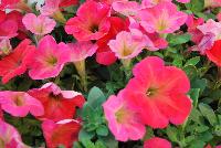 Hells® Petunia Fruit Punch -- New from Westflowers @ Floricultura, Spring Trials, 2016.  Breeding by Westhoff.  Great for quart, six-inch, gallon and hanging basket containers.