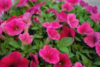 Hells® Petunia Glow -- New from Westflowers @ Floricultura, Spring Trials, 2016.  Breeding by Westhoff.  Great for quart, six-inch, gallon and hanging basket containers.