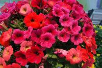 Hells® Petunia Hell's Fury Mix -- New from Westflowers @ Floricultura, Spring Trials, 2016.  Breeding by Westhoff.  Great for quart, six-inch, gallon and hanging basket containers.